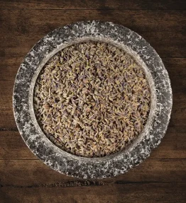 Lavendel